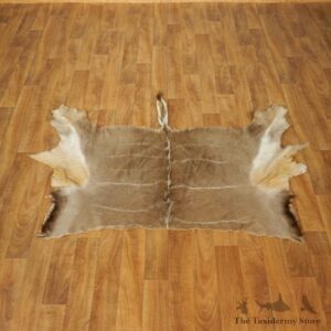 Greater Kudu Hide Taxidermy Skin #17458 For Sale @ The Taxidermy Store