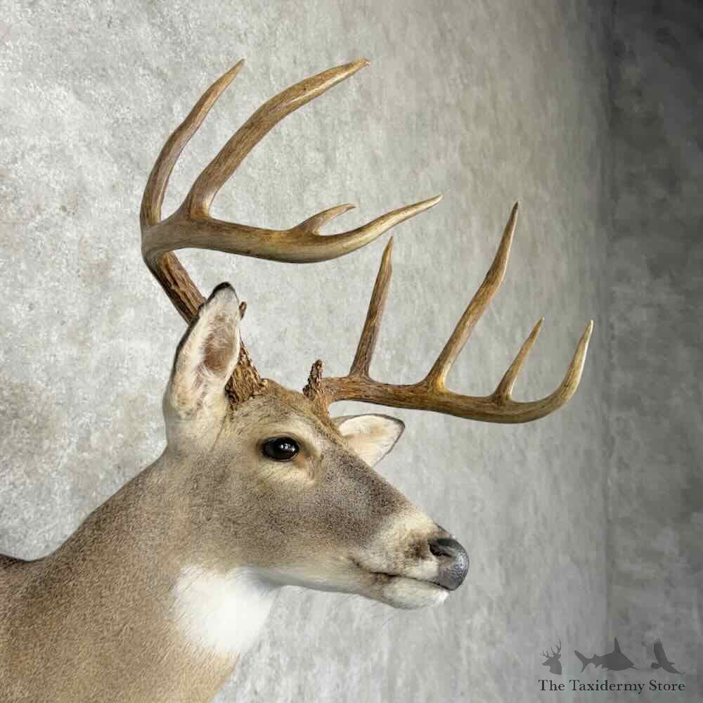 Whitetail Deer Shoulder Mount For Sale #30353 @ The Taxidermy Store
