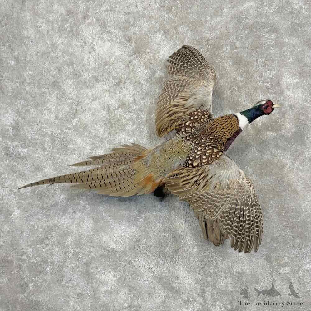 Ringneck Pheasant Bird Mount For Sale #31499 @ The Taxidermy Store
