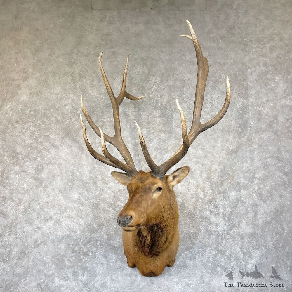 Rocky Mountain Elk Shoulder Mount For Sale #28305 @ The Taxidermy Store