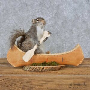 Novelty Canoe Squirrel Mount For Sale #14919 @ The Taxidermy Store