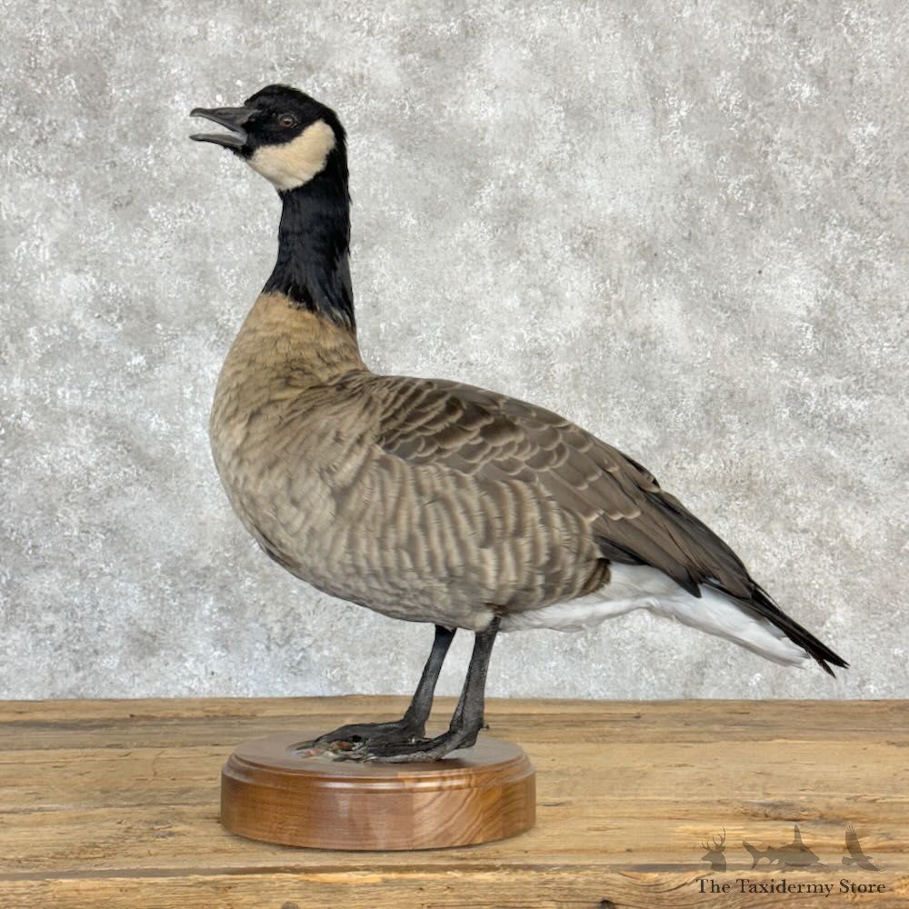 Cackling (Richardson's) Goose Bird Mount For Sale #28980 @ The Taxidermy Store