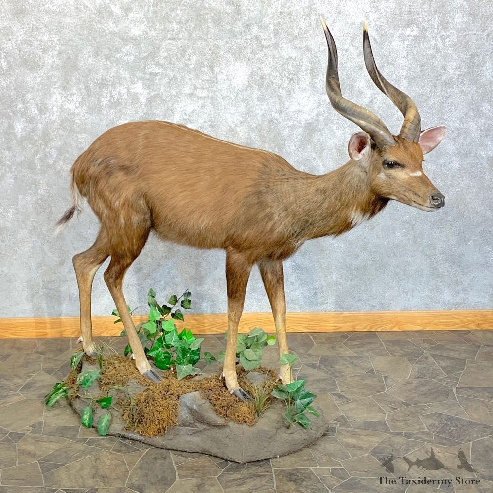 Forest Sitatunga Life-Size Taxidermy Mount #23635 For Sale @ The Taxidermy Store