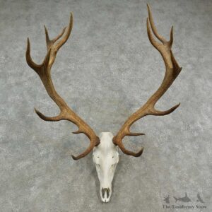 Rocky Mountain Elk Skull European Mount For Sale #16951 @ The Taxidermy Store
