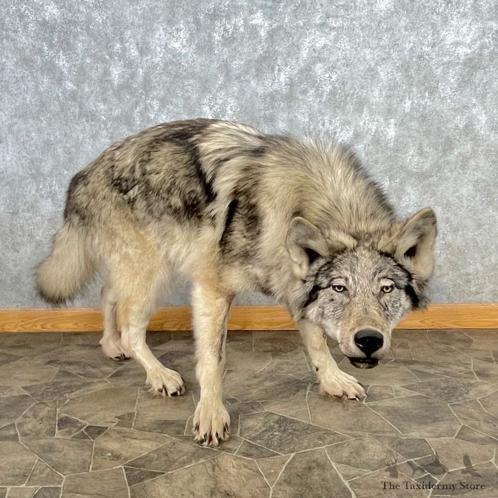 Alaskan Gray Wolf Life-Size Mount For Sale #26878 @ The Taxidermy Store