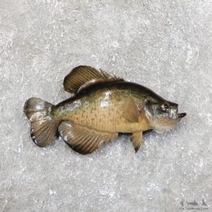 Black Crappie Taxidermy Fish Mount #19682 For Sale @ The Taxidermy Store