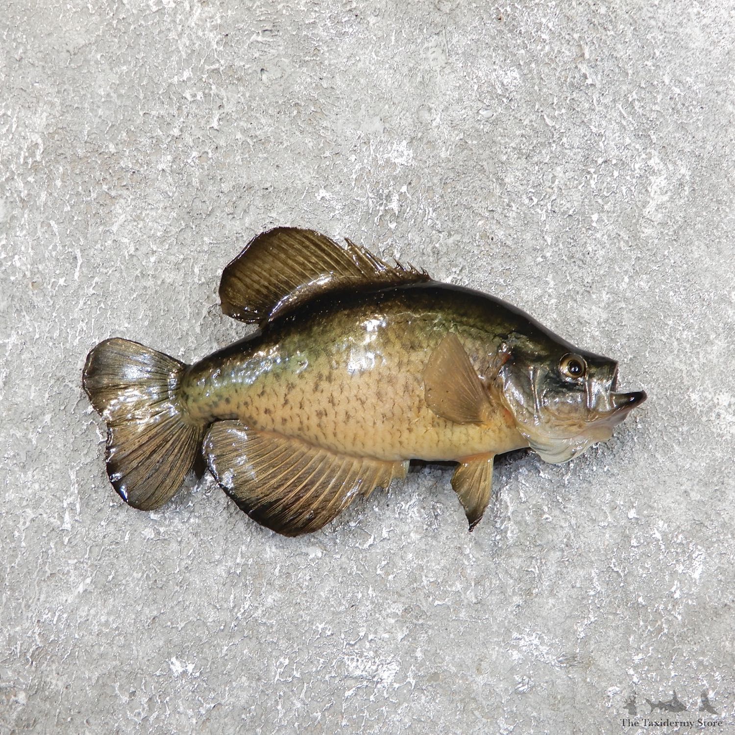 Black Crappie Taxidermy Fish Mount #19682 For Sale @ The Taxidermy Store