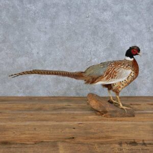 Standing Ringneck Pheasant Mount For Sale #14824 @ The Taxidermy Store