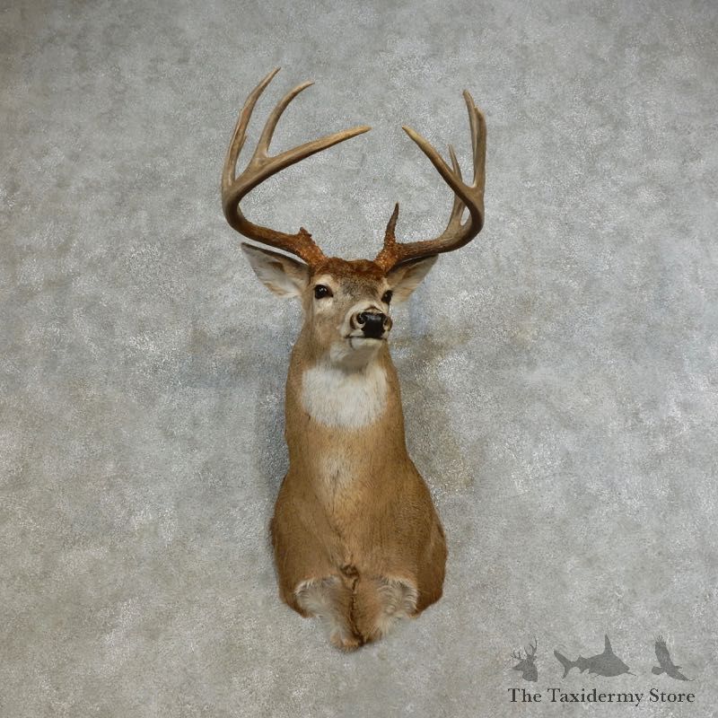 Whitetail Deer Shoulder Mount For Sale #17276 @ The Taxidermy Store