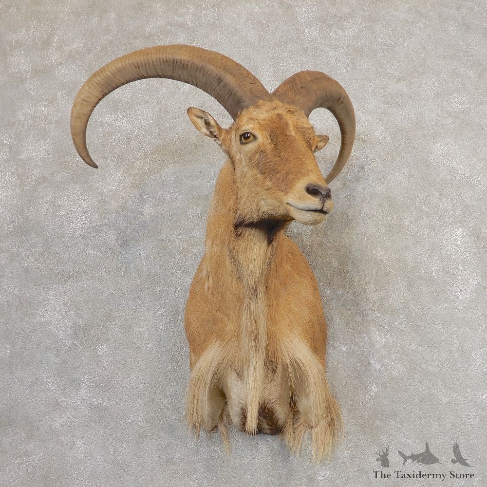 Aoudad Shoulder Mount For Sale #21319 @ The Taxidermy Store