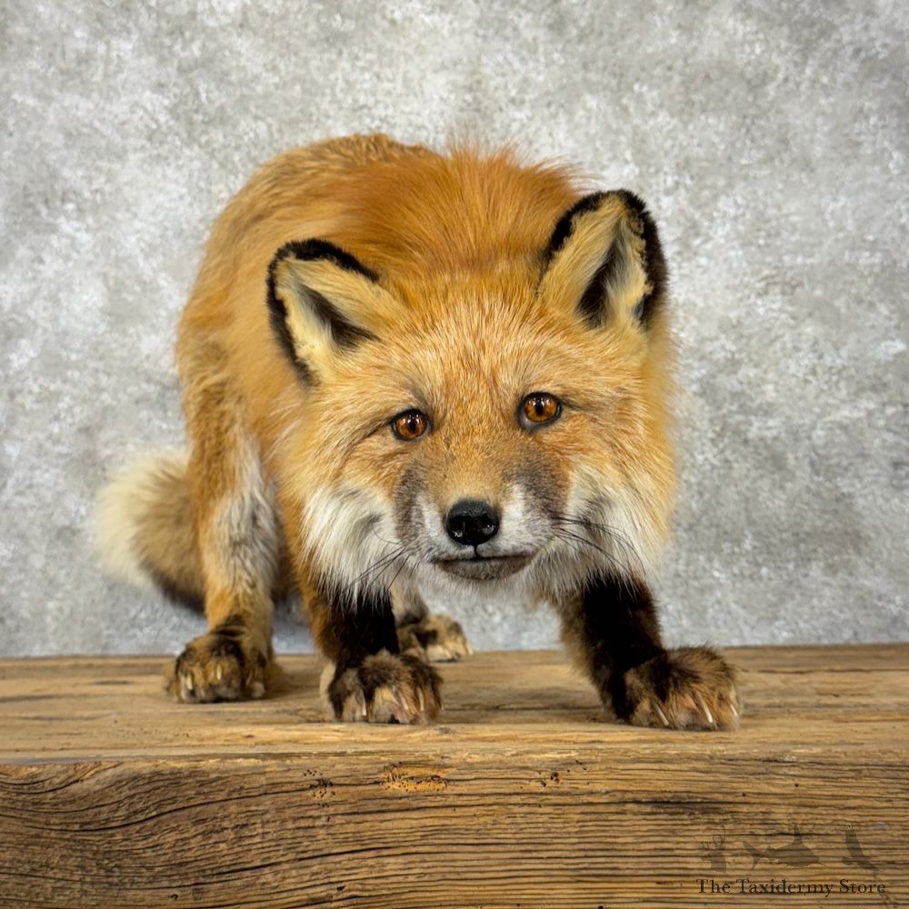 Alaskan Red Fox Life-Size Mount For Sale #29895 @ The Taxidermy Store