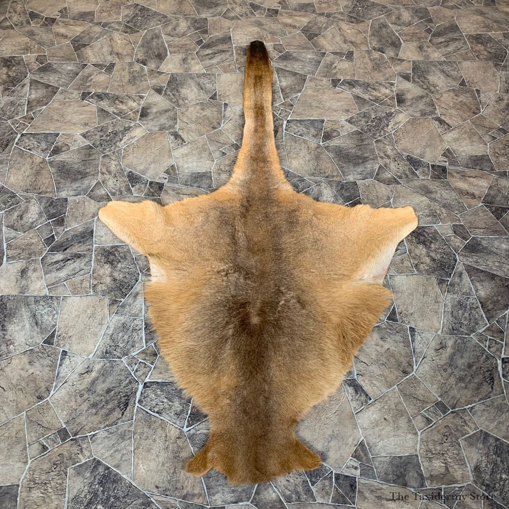 Kangaroo Taxidermy Hide For Sale #22748 @ The Taxidermy Store