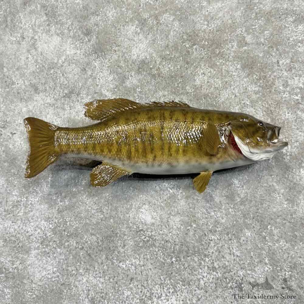 Smallmouth Bass Fish Mount For Sale #31057 @ The Taxidermy Store
