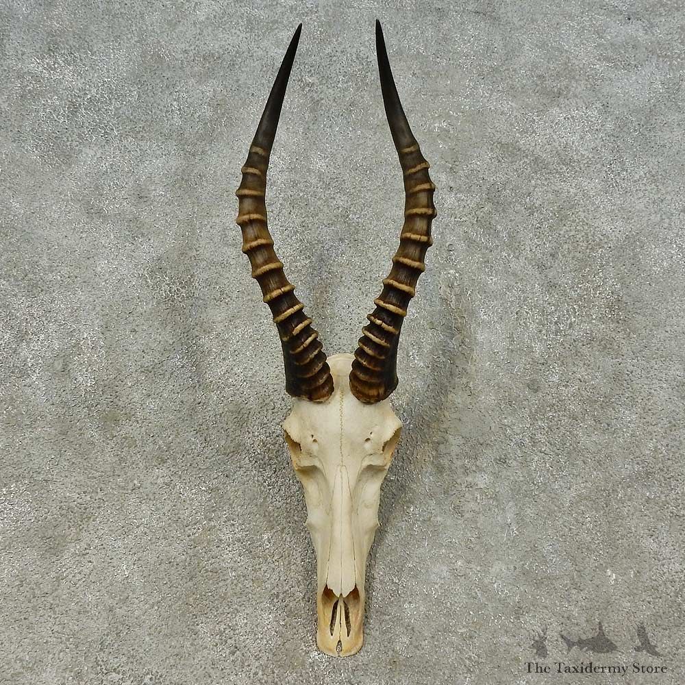 Blesbok Skull & Horn European Mount For Sale #16199 @ The Taxidermy Store