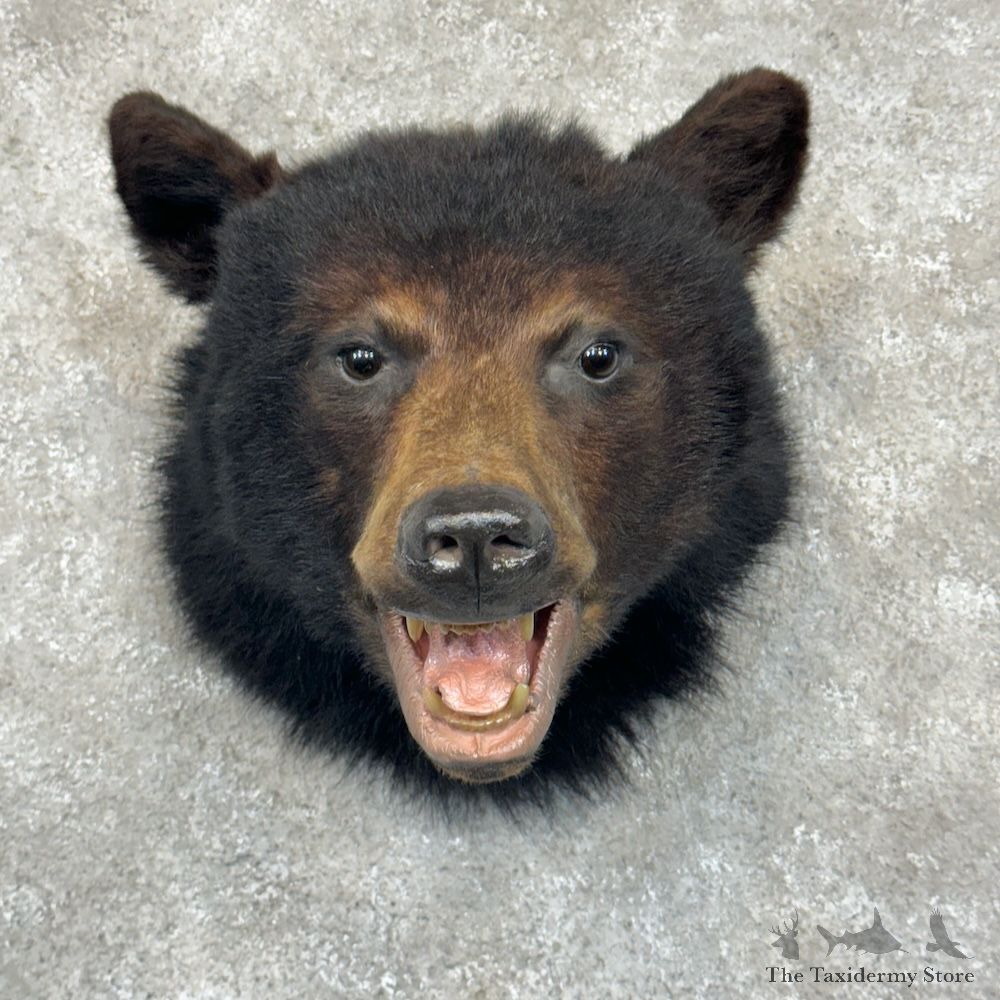 Black Bear Shoulder Mount For Sale #29435 @ The Taxidermy Store