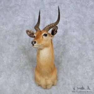 African Puku Taxidermy Shoulder Mount For Sale #13983 @ The Taxidermy Store