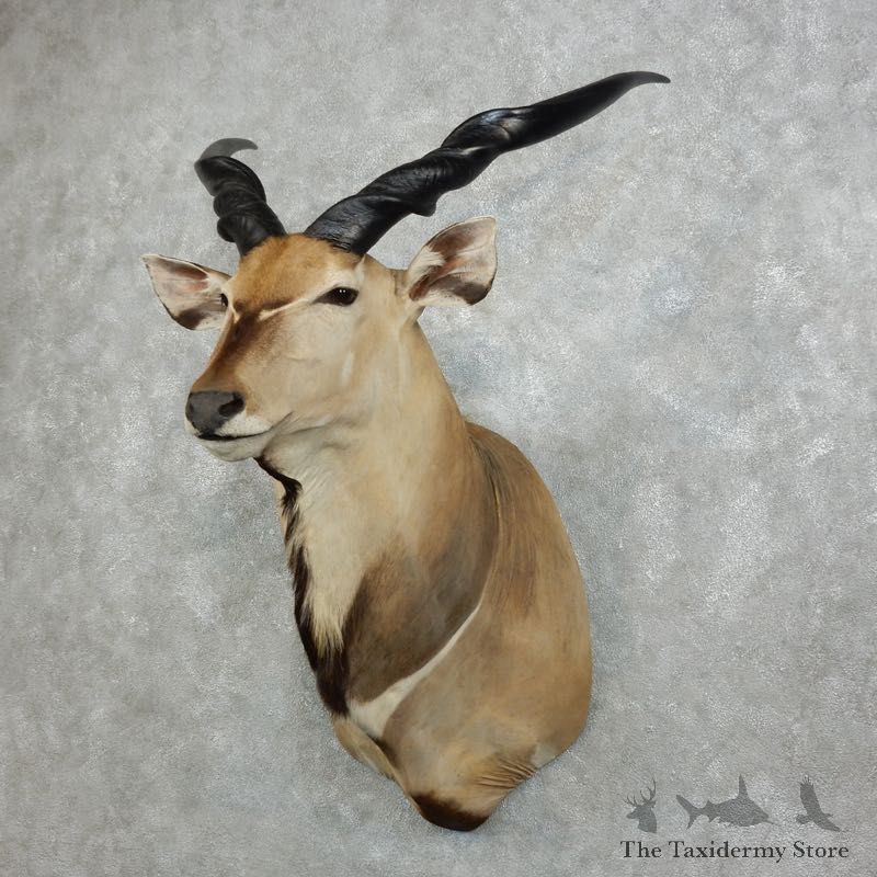 African Lord Derby Eland Shoulder Taxidermy Mount #18344 For Sale @ The Taxidermy Store