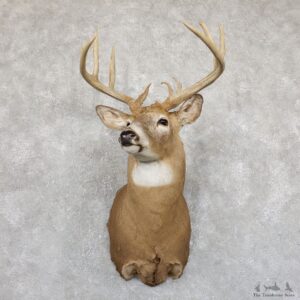 Whitetail Deer Shoulder Mount #19548 For Sale - The Taxidermy Store