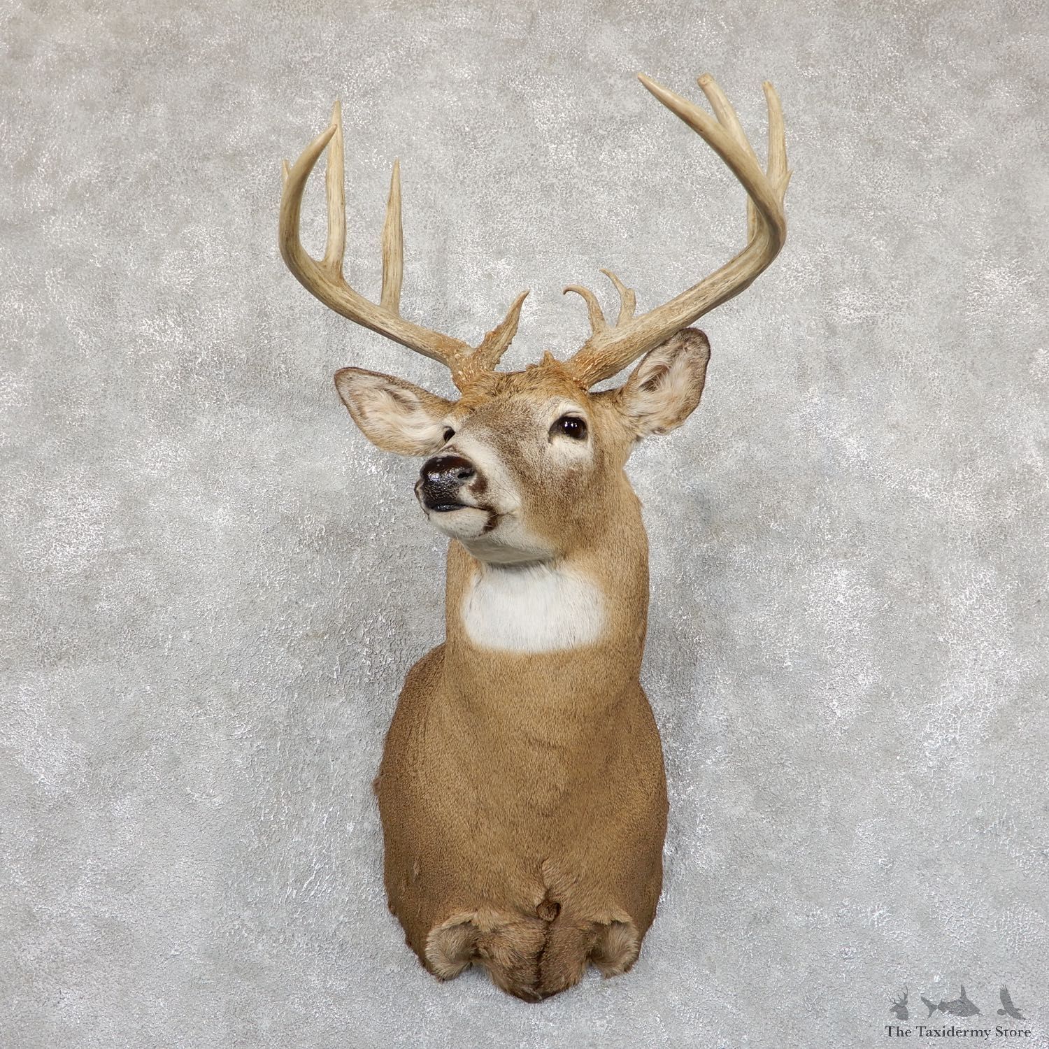 Whitetail Deer Shoulder Mount #19548 For Sale - The Taxidermy Store