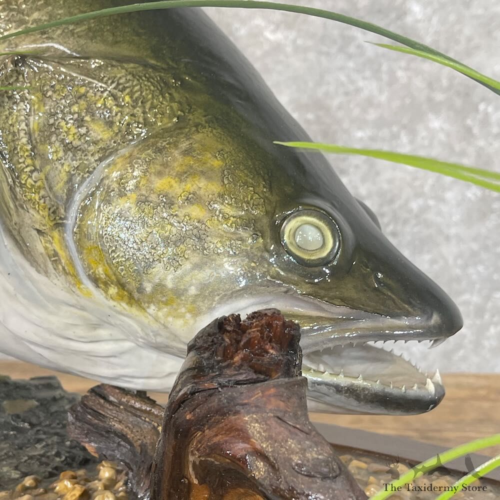 Walleye Fish Mount For Sale #28413 @ The Taxidermy Store