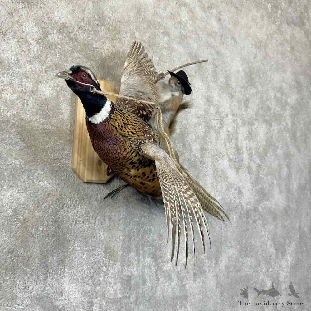 Red Squirrel & Ringneck Pheasant Novelty Mount For Sale #30576 @ The Taxidermy Store