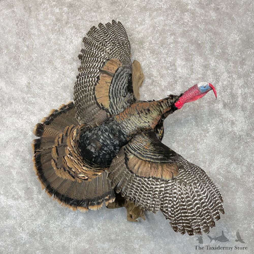 Eastern Turkey Bird Mount For Sale #28549 @ The Taxidermy Store
