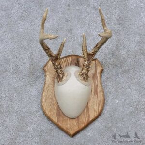 Whitetail Deer Antler Plaque Mount For Sale #15655 @ The Taxidermy Store