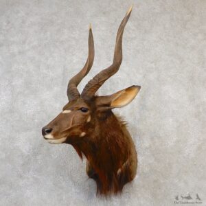 African Nyala Taxidermy Shoulder Mount #19089 For Sale @ The Taxidermy Store