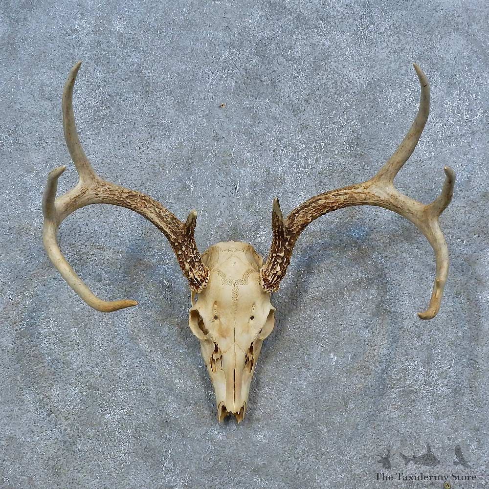 Whitetail Deer Skull Antler European Mount For Sale #15341 @ The Taxidermy Store