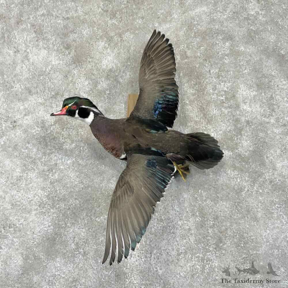 Wood Duck Bird Mount For Sale #31733 @ The Taxidermy Store