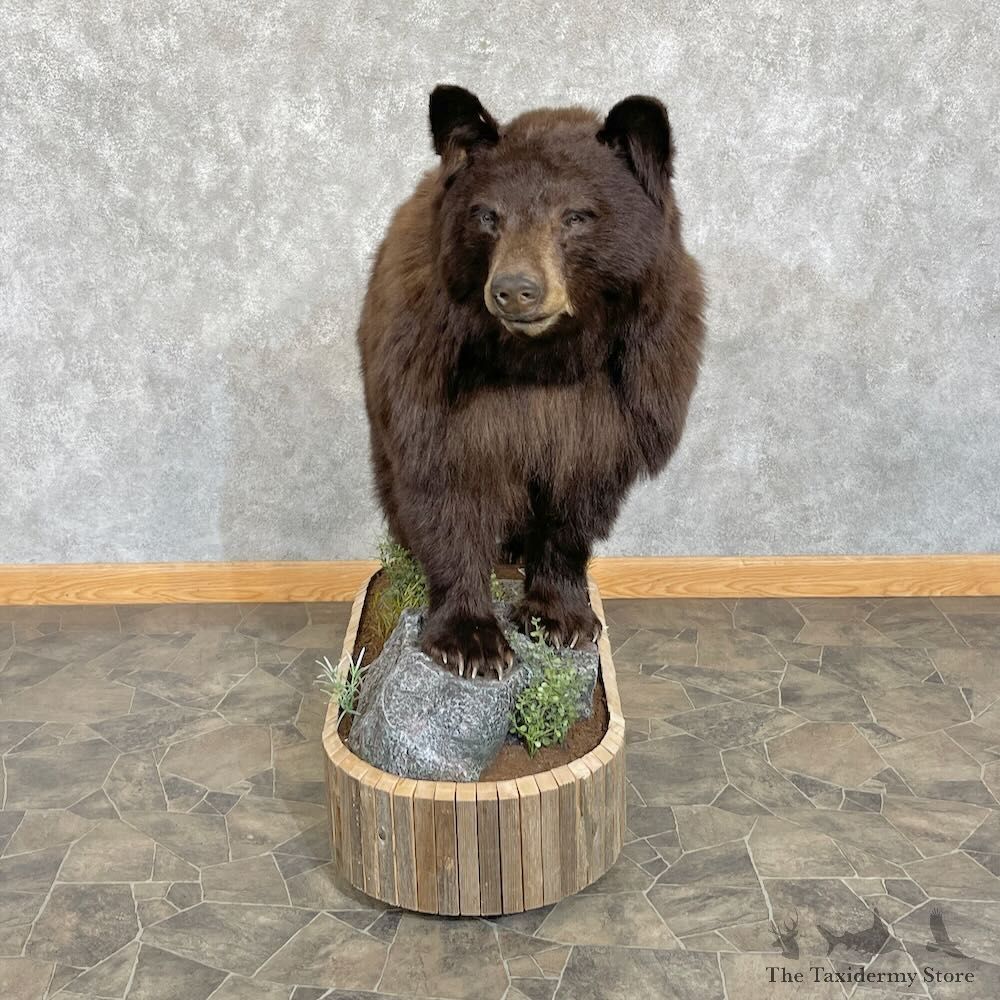 Chocolate Black Bear Life-Size Mount For Sale #27648 @ The Taxidermy Store