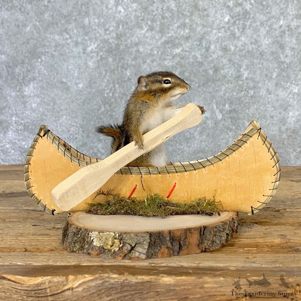 Canoe Chipmunk Novelty Mount For Sale #23242 @ The Taxidermy Store