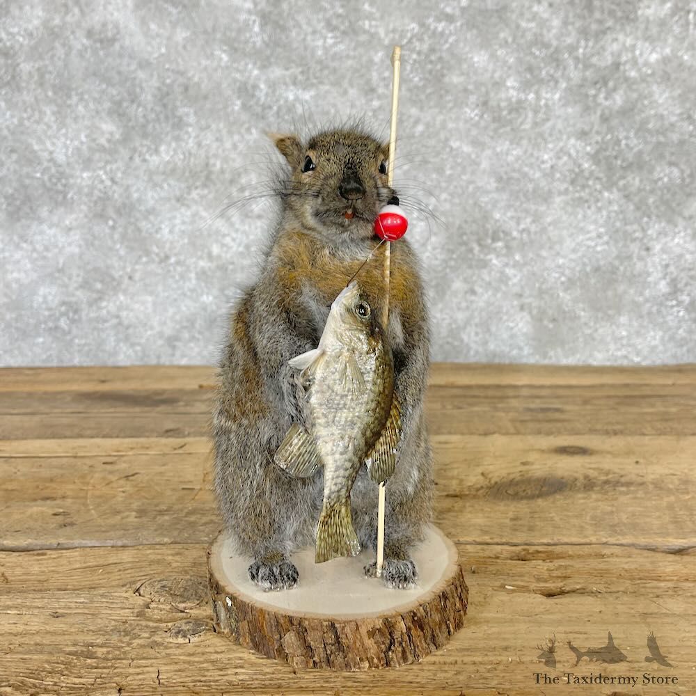 Fishing Squirrel Novelty Mount For Sale #28595 @ The Taxidermy Store