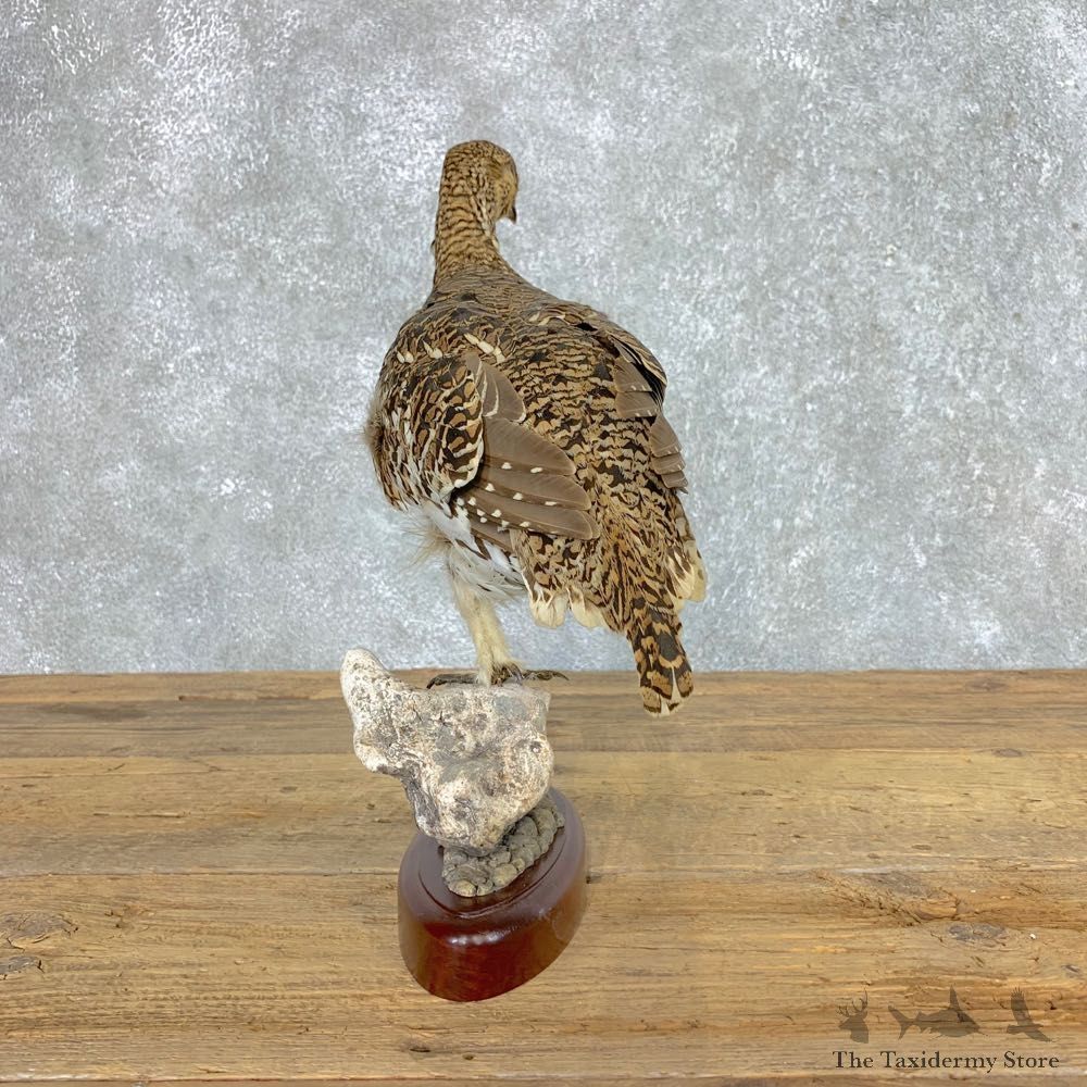 Sharp-tailed Grouse Bird Mount For Sale #21515 @ The Taxidermy Store