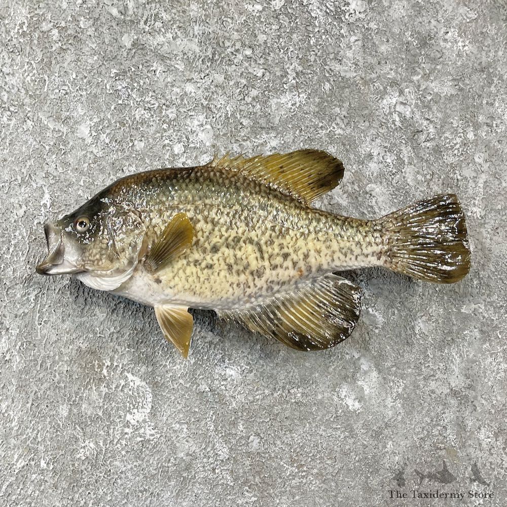White Crappie Taxidermy Fish Mount #26135 For Sale @ The Taxidermy Store