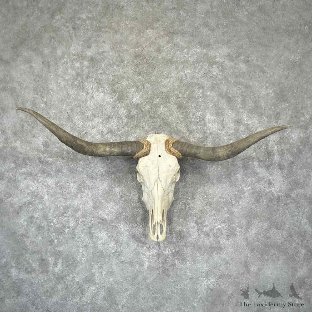 Longhorn Steer Skull European Mount For Sale #32304 @ The Taxidermy Store