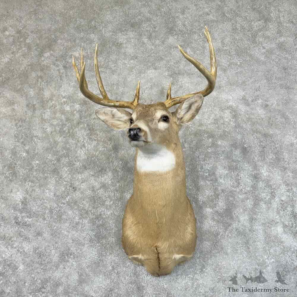 Whitetail Deer Shoulder Mount For Sale #31462 @ The Taxidermy Store