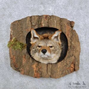 Coyote Head Mount For Sale #14230 @ The Taxidermy Store