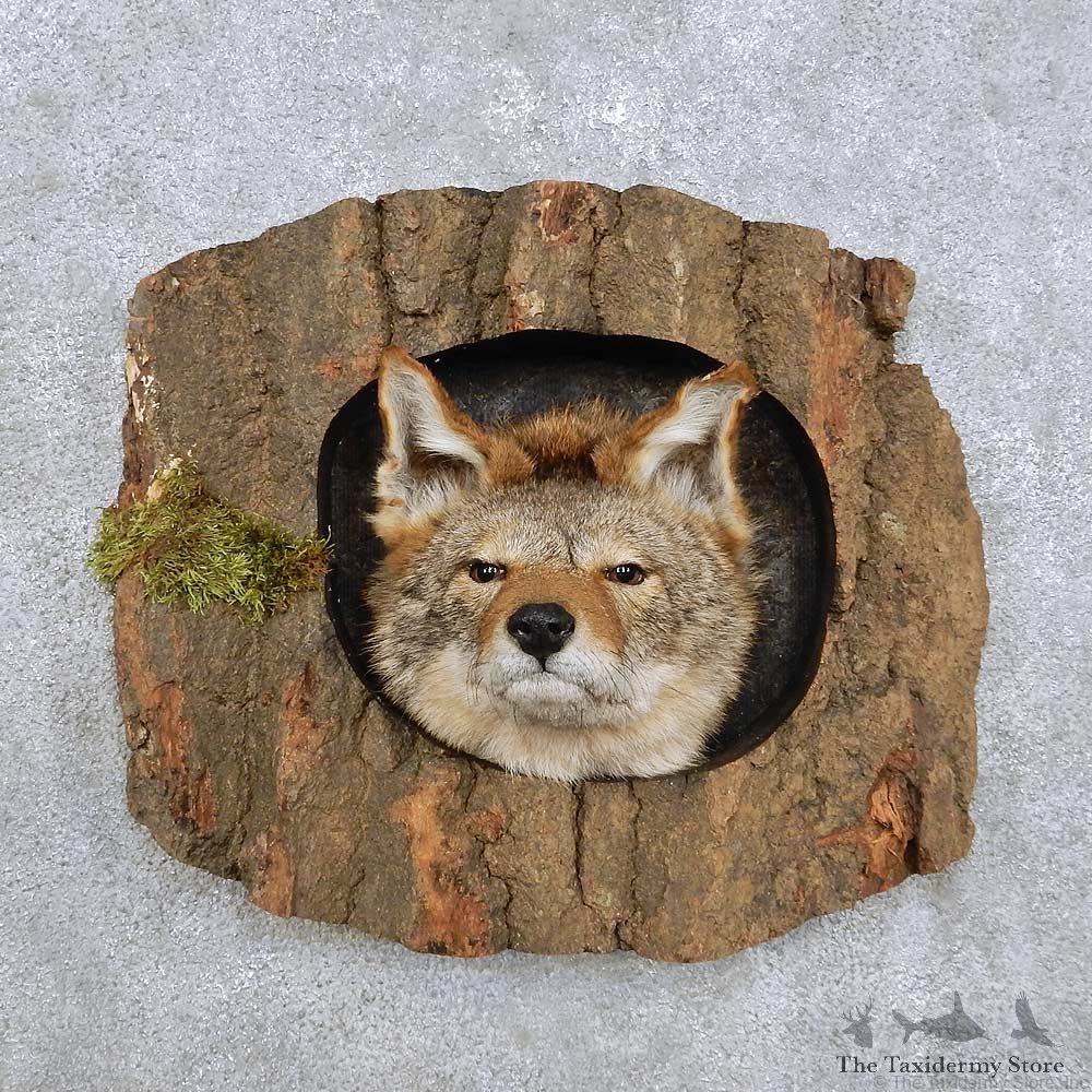 Coyote Head Mount For Sale #14230 @ The Taxidermy Store