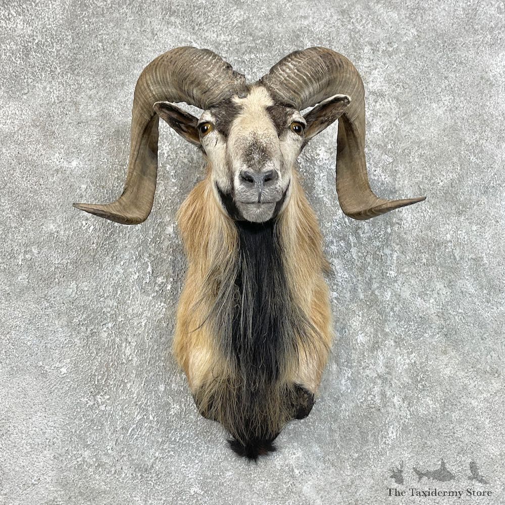 Corsican Ram Shoulder Mount For Sale #25742 @ The Taxidermy Store