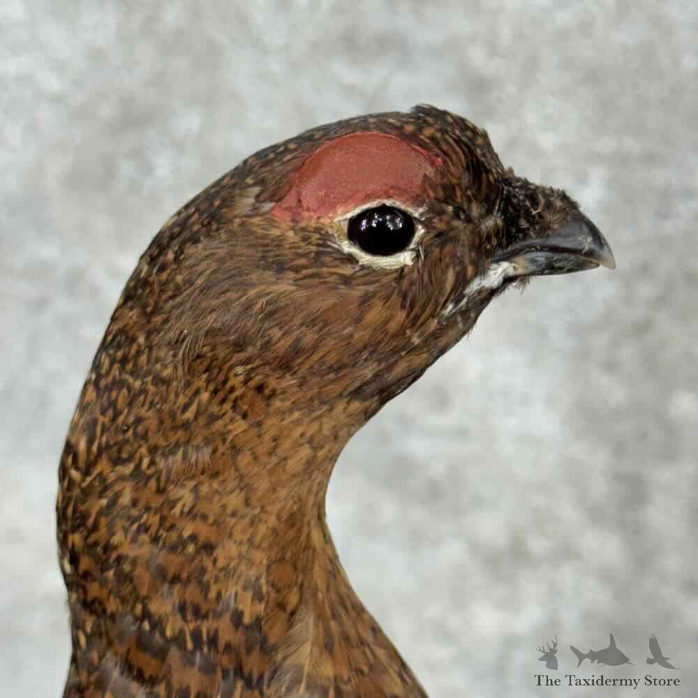 Willow Ptarmigan Mount For Sale #31824 @ The Taxidermy Store
