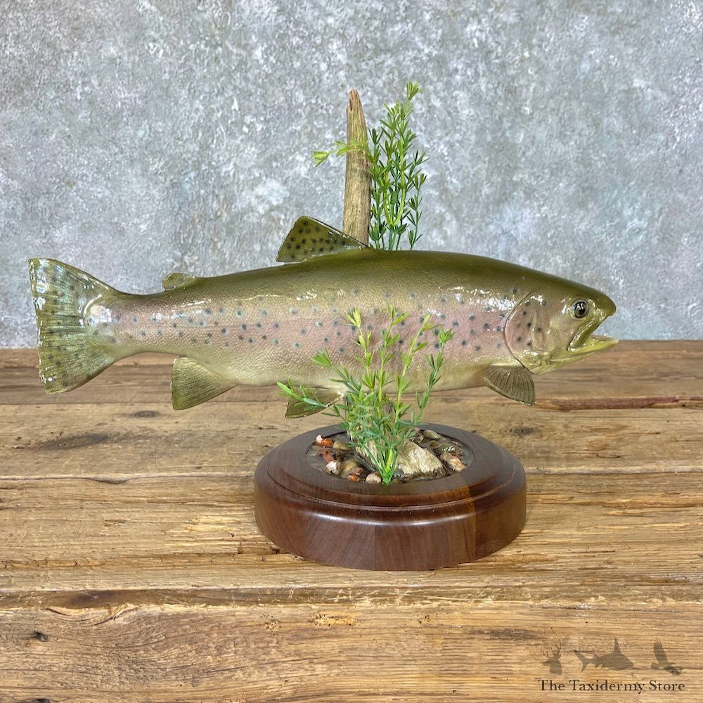 Rainbow Trout Fish Mount For Sale #26618 @ The Taxidermy Store