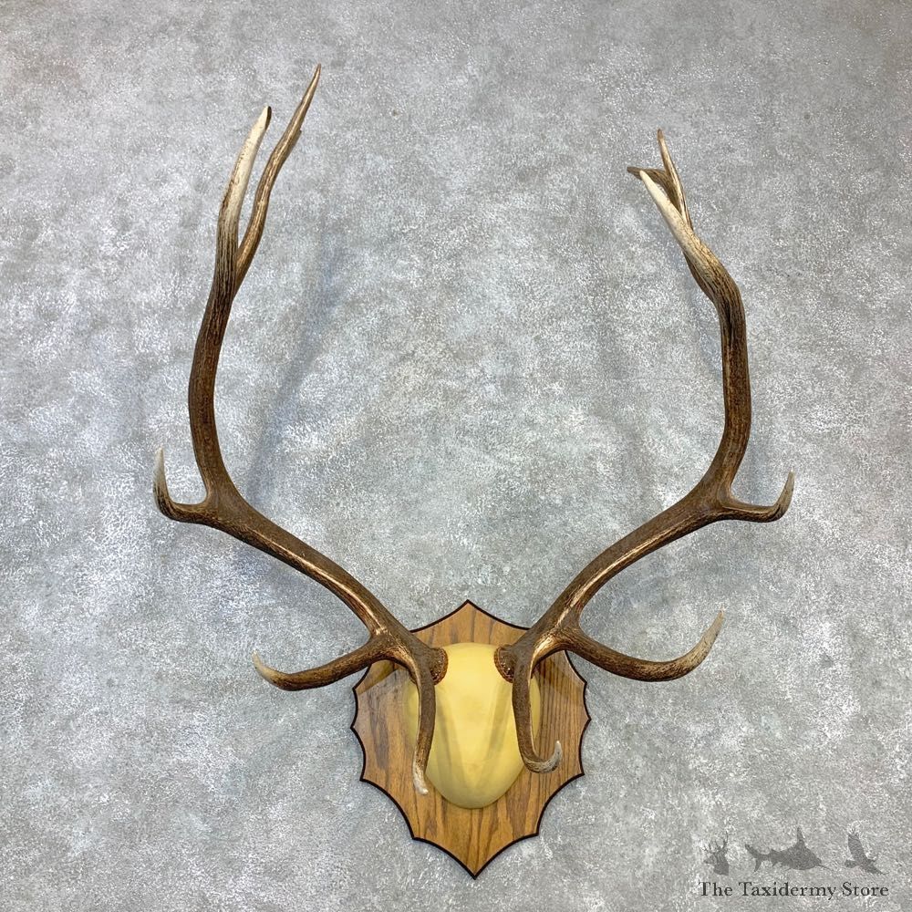 Rocky Mountain Elk Plaque Mount For Sale #23103 @ The Taxidermy Store