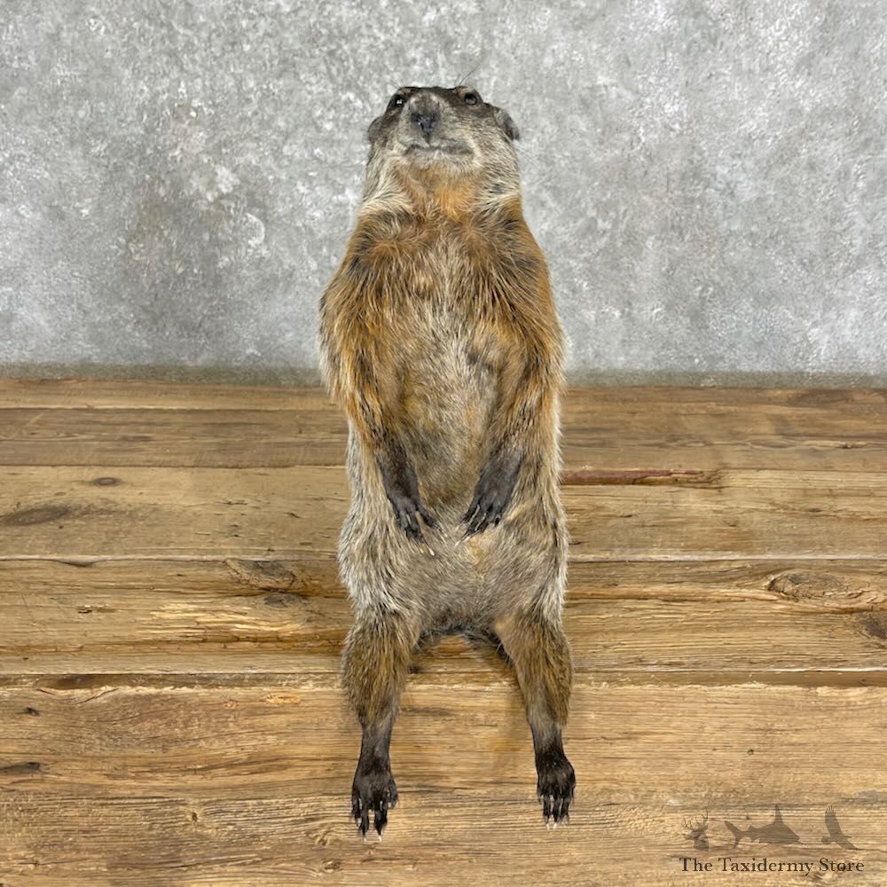 Groundhog Life-Size Mount For Sale #27371 @ The Taxidermy Store