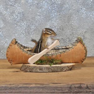 Novelty Canoe Chipmunk Mount #11906 For Sale @ The Taxidermy Store