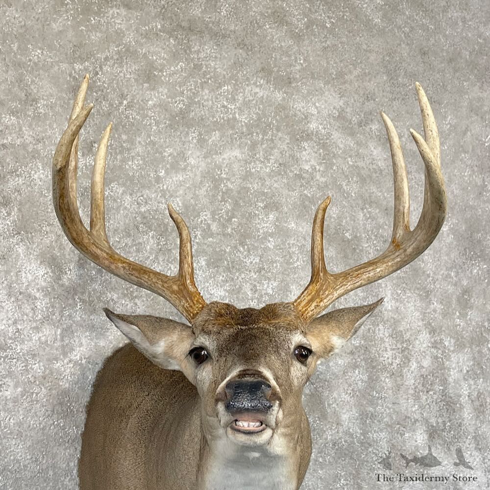 Whitetail Deer Shoulder Mount For Sale #28180 @ The Taxidermy Store