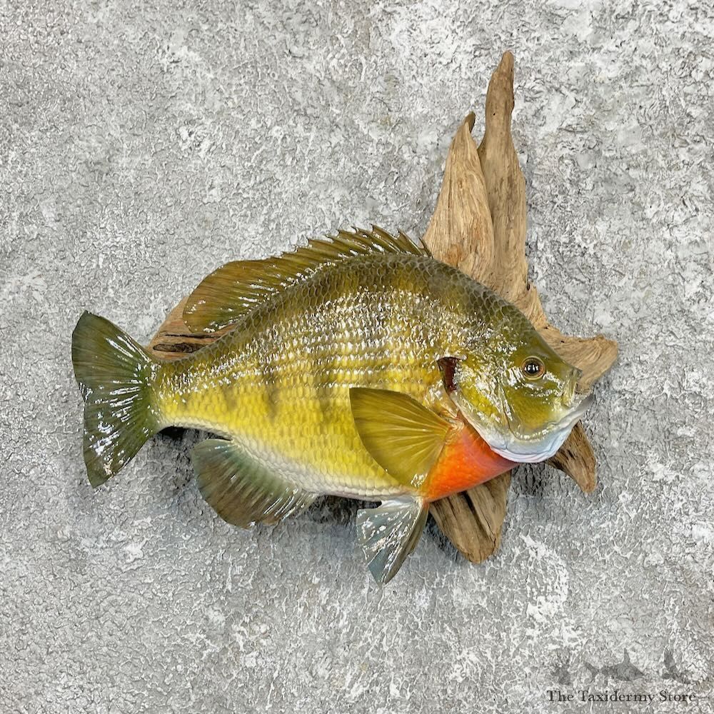 Bluegill Fish Mount For Sale #27460 @ The Taxidermy Store