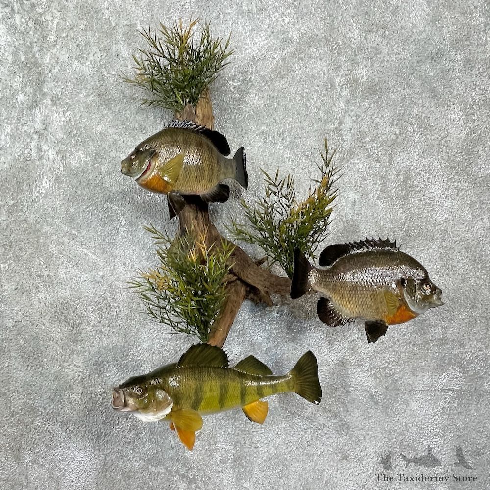 Bluegill and Perch Fish Mount #25567 For Sale @ The Taxidermy Store