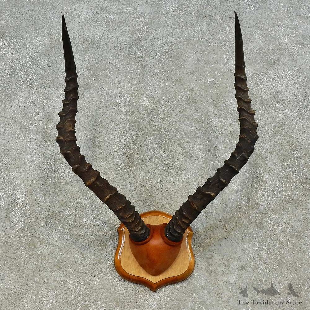 African Impala Horn Plaque For Sale #16198 @ The Taxidermy Store