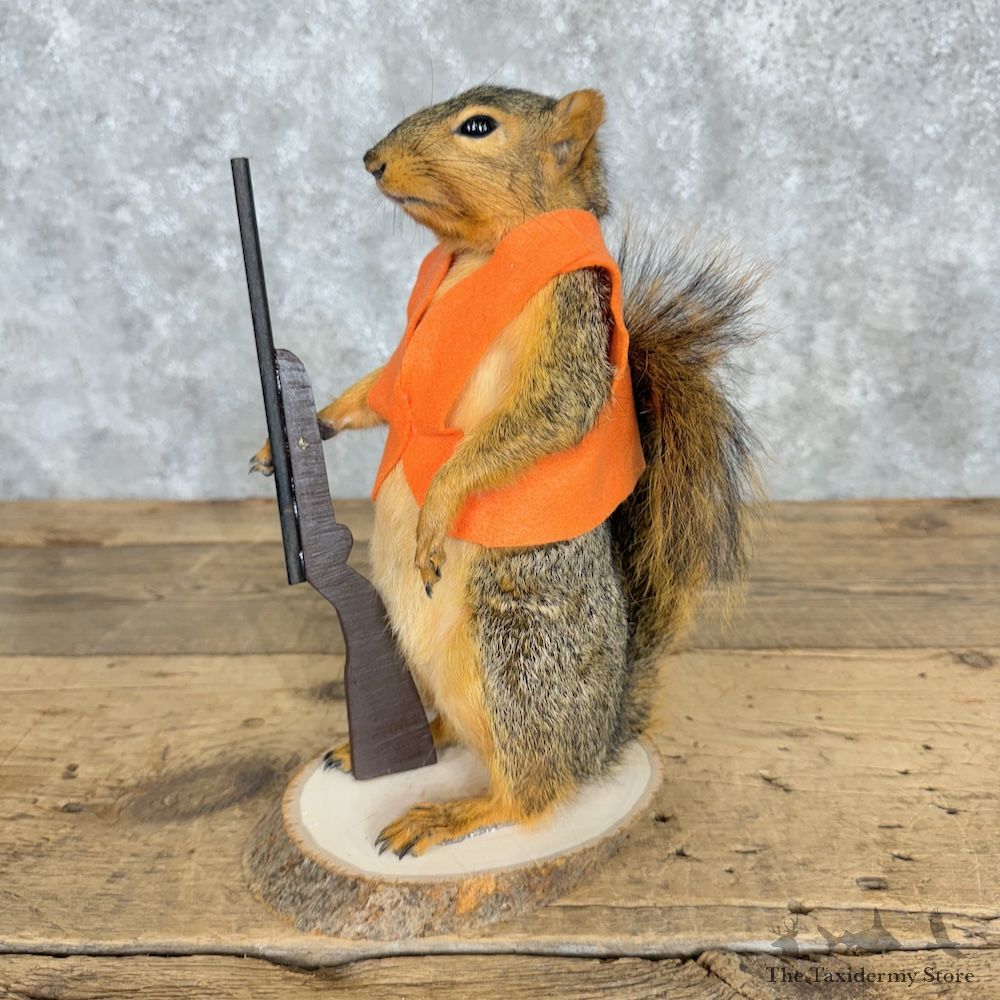 Hunting Squirrel Novelty Mount For Sale #29493 @ The Taxidermy Store